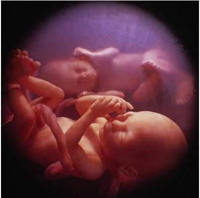 დისპუტი მუცელში